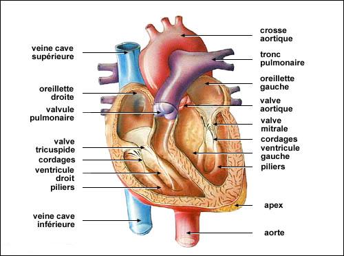 Coeur